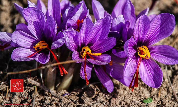 مقایسه زعفران با دیگر روش‌های طبیعی قاعده‌آوری