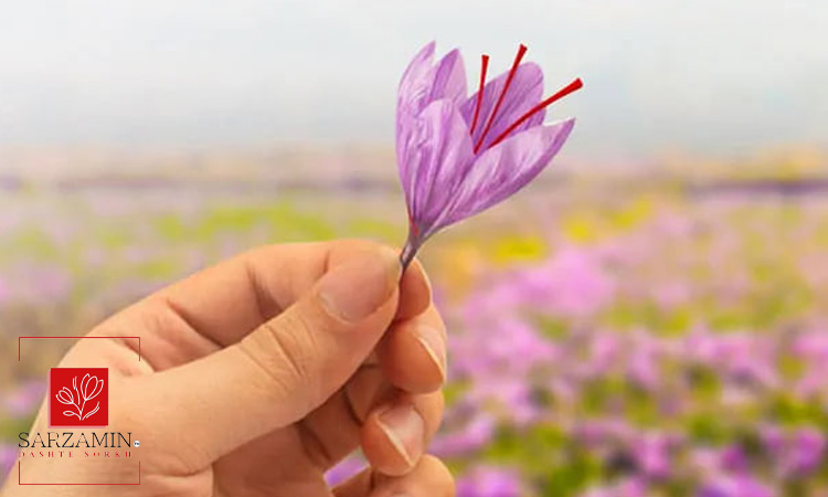چه زمانی و به چه مقدار زعفران مصرف کنیم؟